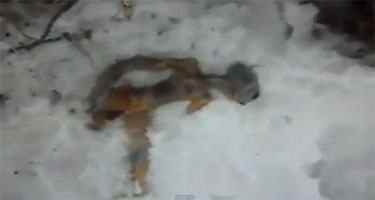 シベリアでエイリアンの遺体を発見